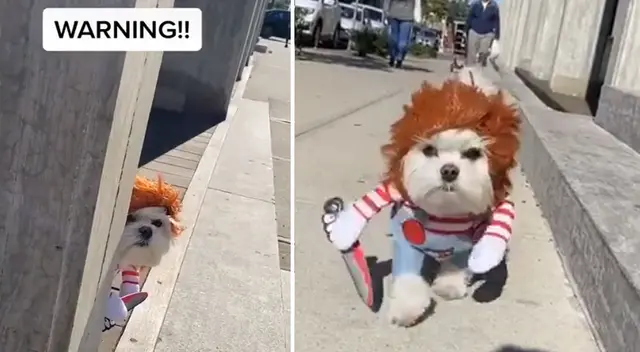 Perrito se ha convertido en un personaje viral en TikTok. Perrito se ha convertido en un personaje viral en TikTok.