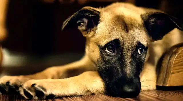 El increíble rescate de un perrito que estaba enterrado