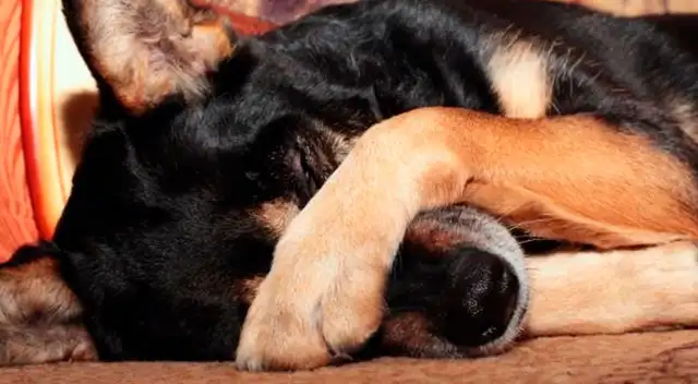 El increíble rescate de un perrito que estaba enterrado