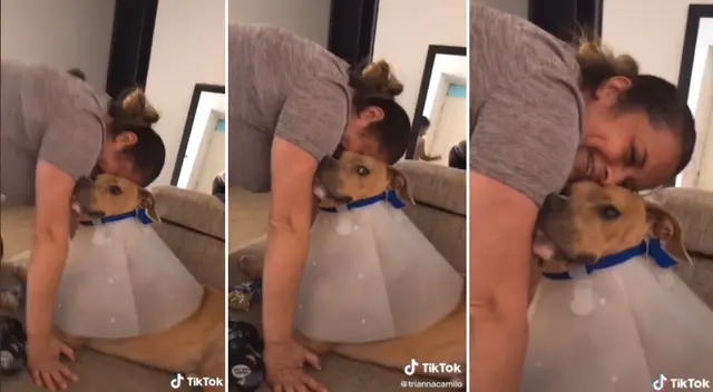 El dueño del perro no pudo contener al risa al ver a su mascota. El dueño del perro no pudo contener al risa al ver a su mascota.