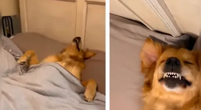 La peculiar postura del perro a la hora de dormir desató la risa de miles en las redes sociales. La peculiar postura del perro a la hora de dormir desató la risa de miles en las redes sociales.