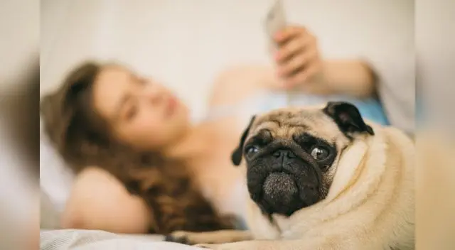 Perro aprendió a contestar el teléfono Perro aprendió a contestar el teléfono