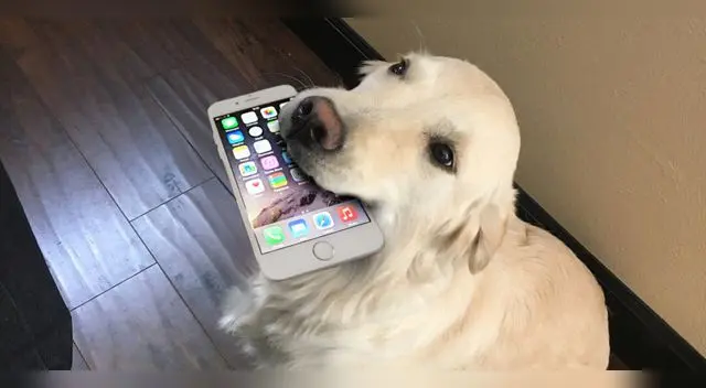 Perro aprendió a contestar el teléfono Perro aprendió a contestar el teléfono