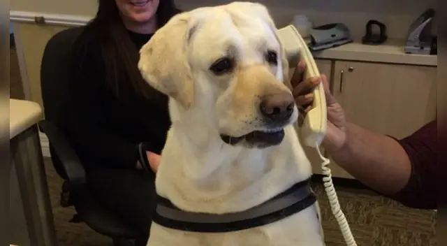 Perro aprendió a contestar el teléfono Perro aprendió a contestar el teléfono