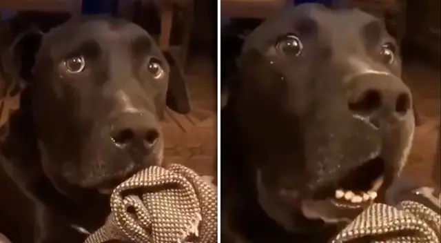 Perrito conquista las redes sociales con su actuación. Perrito conquista las redes sociales con su actuación.