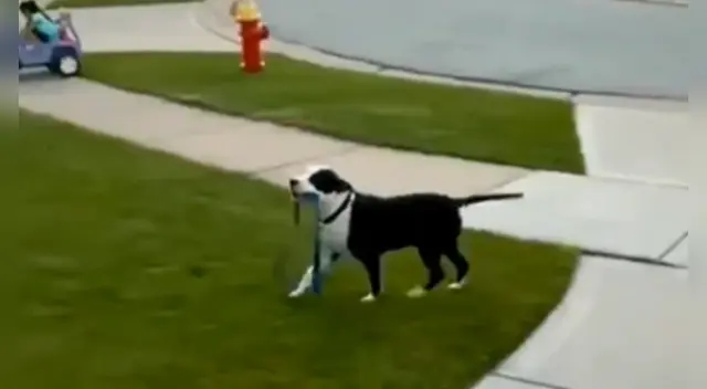 El curioso paseo del perro desató la risa de miles en las redes sociales. El curioso paseo del perro desató la risa de miles en las redes sociales.