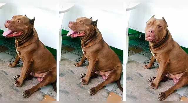 El can se mantiene con la lengua afuera y en estado de reposo absoluto mientras hasta que su dueña le hace atrevido comentario.