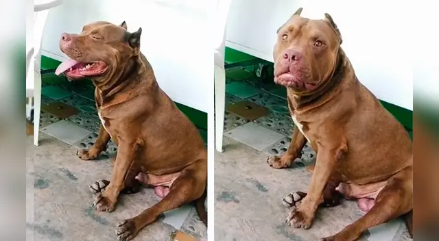 El peculiar comportamiento de adorable pitbull causó la risa de miles de usuarios en las redes sociales.