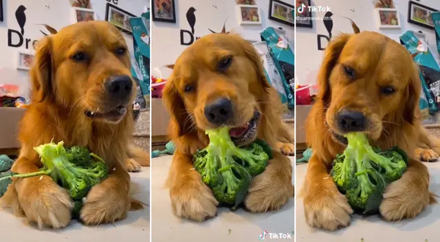 El video del perrito se hizo viral en TikTok.