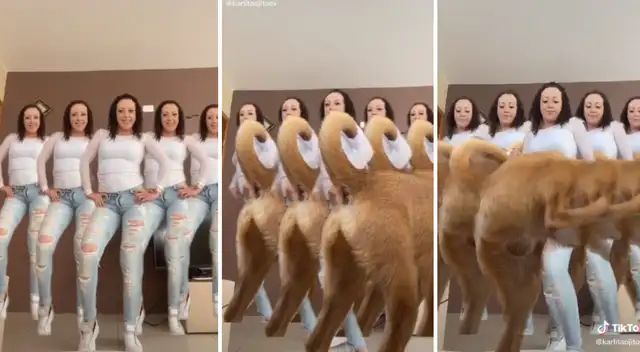 El perrito chihuahua se ganó la admiración de miles en TikTok.