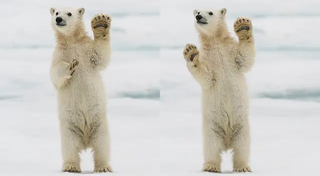 El fotógrafo de vida silvestre Roy Mangersnes capturó las impresionantes fotos de una familia de osos polares aparentemente amigables. El fotógrafo de vida silvestre Roy Mangersnes capturó las impresionantes fotos de una familia de osos polares aparentemente amigables.
