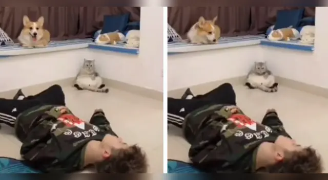 La cómica escena desató la risa de miles de usuarios. La cómica escena desató la risa de miles de usuarios.