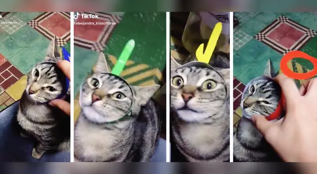 La hilarante escena desató la risa de miles de usuarios en las redes sociales.