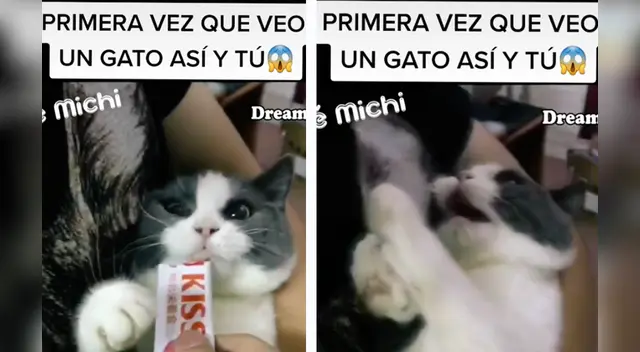 El peculiar comportamiento del gato causó la risa de miles en las redes sociales.