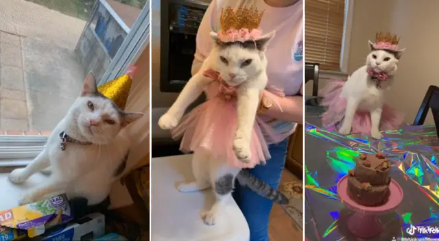 Desliza para ver la divertidas fotos del cumpleaños de la gatita de TikTok.