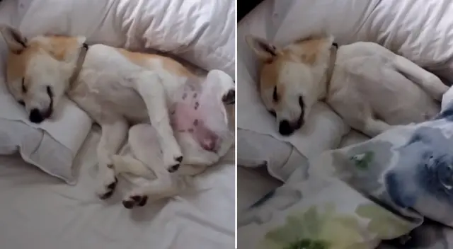 Desliza para ver la divertidas fotos de la perrita actriz. Desliza para ver la divertidas fotos de la perrita actriz.