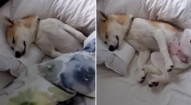 Desliza para ver la divertidas fotos de la perrita actriz. Desliza para ver la divertidas fotos de la perrita actriz.