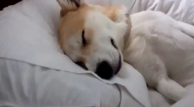 Desliza para ver la divertidas fotos de la perrita actriz. Desliza para ver la divertidas fotos de la perrita actriz.