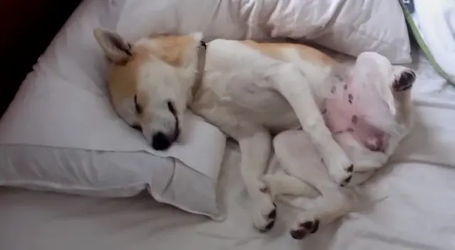 Desliza para ver la divertidas fotos de la perrita actriz. Desliza para ver la divertidas fotos de la perrita actriz.