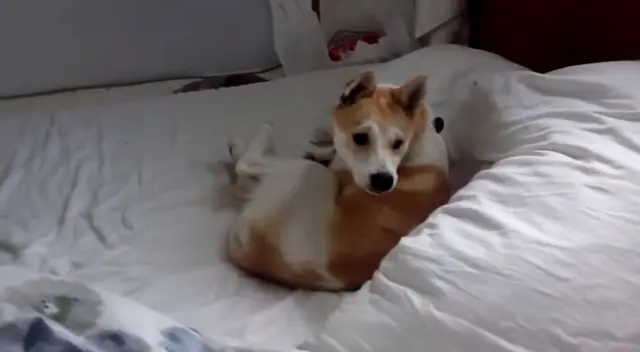 Desliza para ver la divertidas fotos de la perrita actriz. Desliza para ver la divertidas fotos de la perrita actriz.