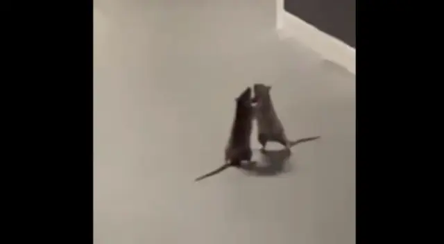 El gato observó expectante la pelea de las ratas.