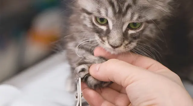 ¿Cómo cortar las uñas de mi gato?
