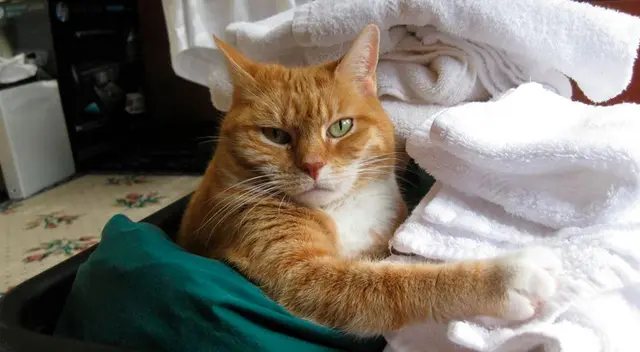 Joven le tuvo que pedir disculpas a sus vecinos porque su gato les robaba