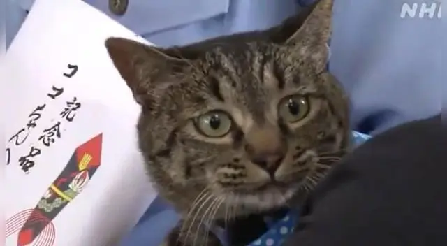 'Coco' es el gato héroe que le salvó la vida a un anciano