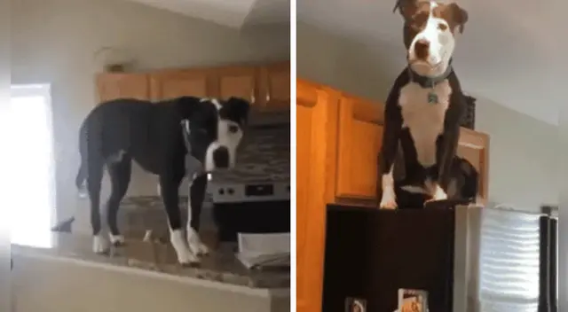 La curiosa actitud del perro ha causado la risa de miles en las redes sociales.