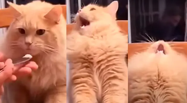 Gato tiene peculiar gesto al probar por primera vez helado.