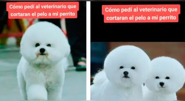 El cómico resultado desató la risa de miles de internautas en las redes.