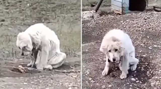 Perrita sacó a las de uno lágrimas por su triste historia.