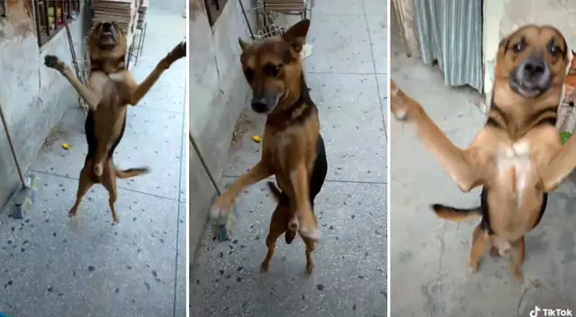 El perrito no puede contener su emoción al ver a su dueño.