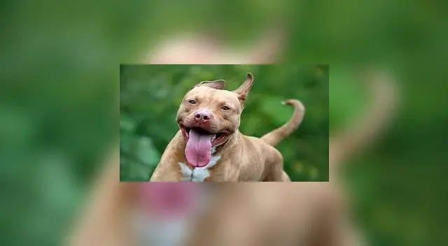 “¿Todavía tienen dudas de que los perros no nos entienden?”, fue la descripción de la autora del clip viral a la hora de difundir el clip en TikTok.