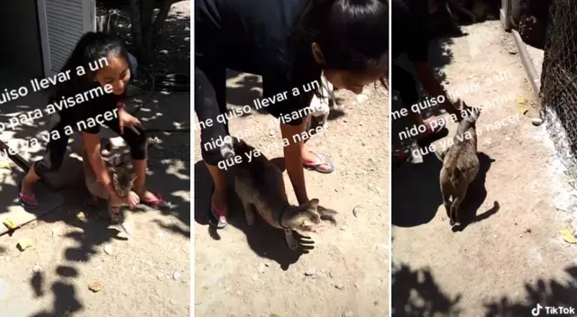 La gatita guió a su dueña a un nido de aves. La gatita guió a su dueña a un nido de aves.