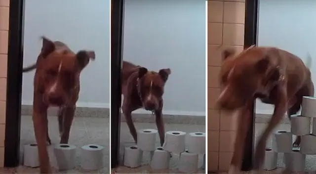 Pitbull es viral en YouTube por challenge del papel higiénico.