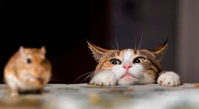 Gato adopta a un ratón y lo trata como si fuera su bebé Gato adopta a un ratón y lo trata como si fuera su bebé