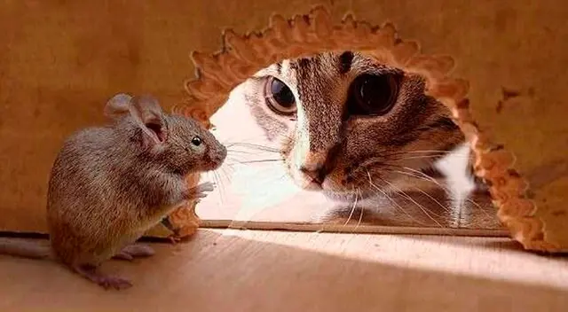 Gato adopta a un ratón y lo trata como si fuera su bebé Gato adopta a un ratón y lo trata como si fuera su bebé