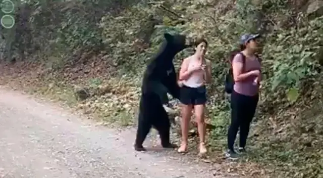 Oso y mexicana protagonizaron un suceso sin igual. Oso y mexicana protagonizaron un suceso sin igual.