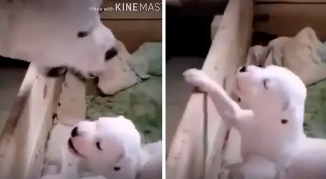 Cachorrito se enfrenta a su madre y el momento se vuelve viral Cachorrito se enfrenta a su madre y el momento se vuelve viral
