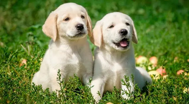 Cachorrito se enfrenta a su madre y el momento se vuelve viral Cachorrito se enfrenta a su madre y el momento se vuelve viral