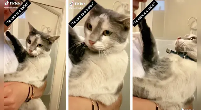 El travieso gato sorprendió a miles en las redes sociales. El travieso gato sorprendió a miles en las redes sociales.