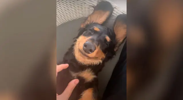 Perrito sonriendo cautiva las redes sociales. Perrito sonriendo cautiva las redes sociales.