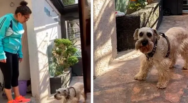 La cómica escena causó la risa de miles de internautas en las redes sociales.