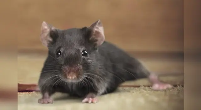 El ratón fue sorprendido por el hombre en plena calle.