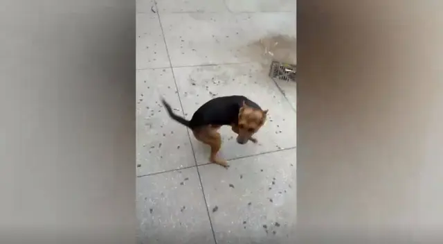 El tierno animal esperaba del otro lado de la puerta parado sobre sus dos patitas, como si se tratara de una persona, por si eso fuera poco, el can empieza a saltar de emoción al ver a su dueño.