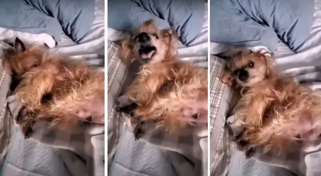 La curiosa reacción de un perro cuando su dueña lo despierta en las mañanas La curiosa reacción de un perro cuando su dueña lo despierta en las mañanas