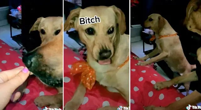 Perrita tiene furiosa reacción al ver cómo su hermano se roba su comida