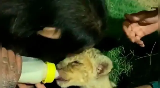 Mona besa en la cabeza al león cachorro.