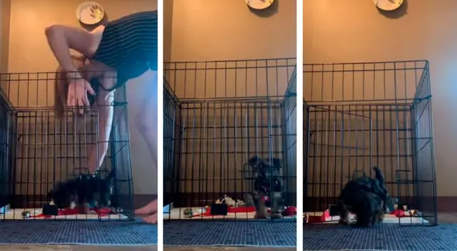 El perrito demostró una gran habilidad para salir de su corral. El perrito demostró una gran habilidad para salir de su corral.